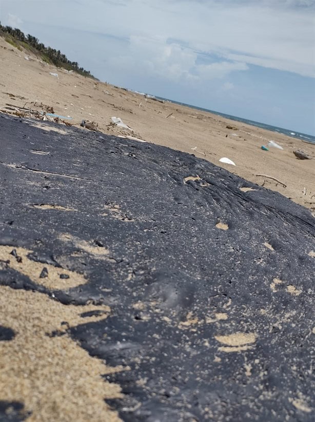 Especies marinas aparecen muertas en playa de Coatzacoalcos ¿cuál es el motivo?