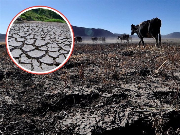 Tras la sequía en Veracruz, los cultivos más afectados son: maíz, cítricos y caña de azúcar