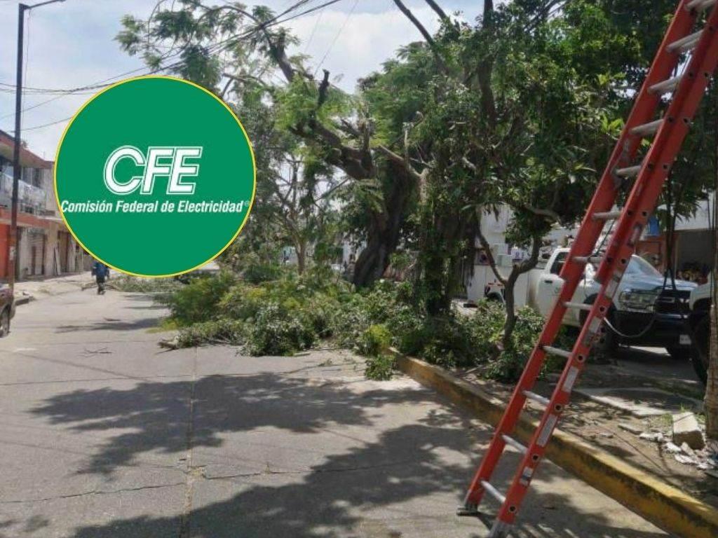 CFE: ¿qué hacer si se va la luz por la caída de un árbol?