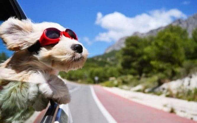 ¿Viajas con tu perro en vacaciones? Medida preventiva para evitar que se pierda