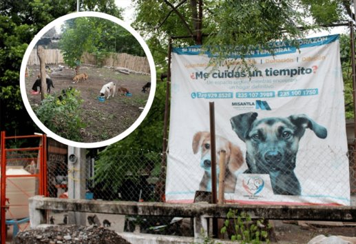 Asociaciones promueven la adopción canina y el cuidado responsable en Misantla