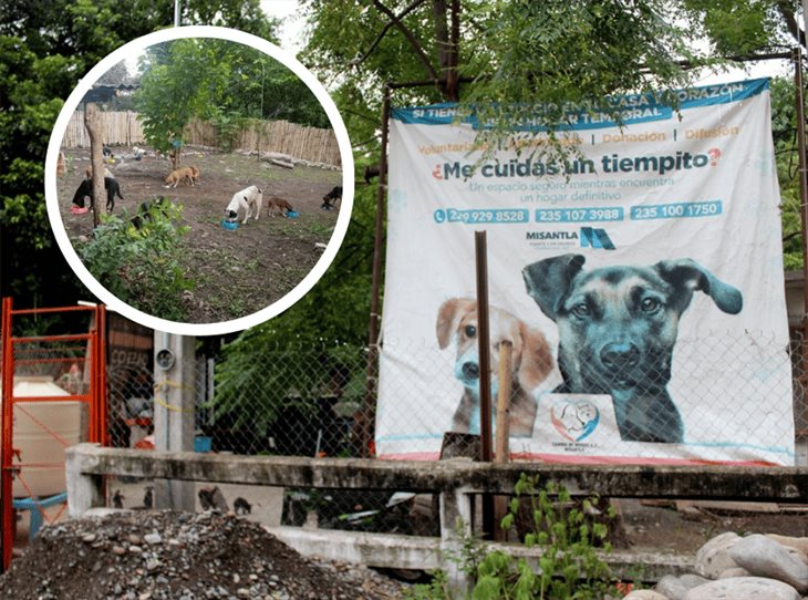 Asociaciones promueven la adopción canina y el cuidado responsable en Misantla