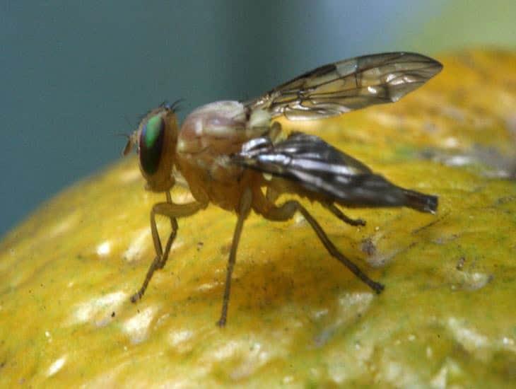 De esta forma la mosca del mediterráneo puede afectar a las frutas de México