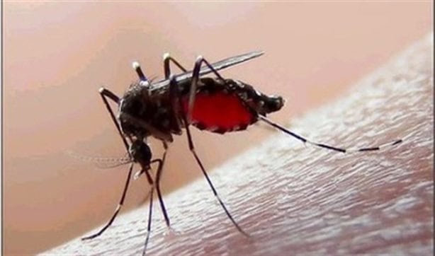 Por el dengue más de 40 personas han perdido la vida en México en 2024