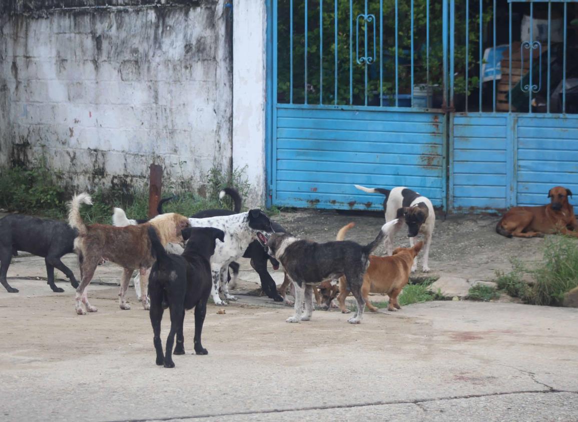 Advierten sobre compra de cachorros, organizaciones recomiendan adopción responsable