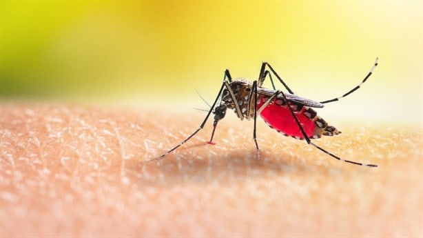 Durante 2024 se han registrado 6 fallecimientos por dengue en Veracruz