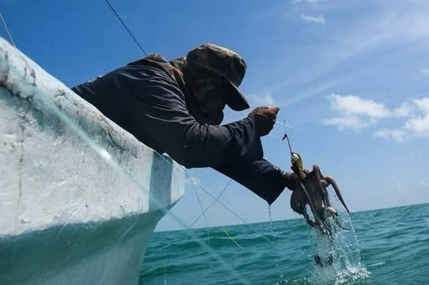 No habrá pulpo en Veracruz por largo tiempo; pescadores explican las razones