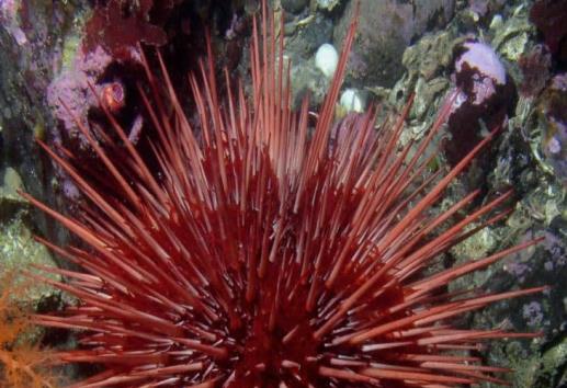 ¿Los erizos son venenosos? 5 recomendaciones para evitar picaduras en vacaciones