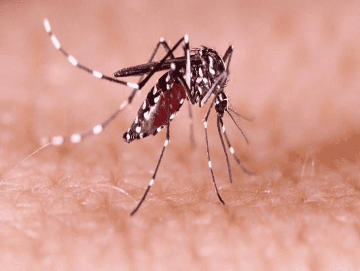 Piden tomar medidas contra el dengue en Veracruz por las lluvias