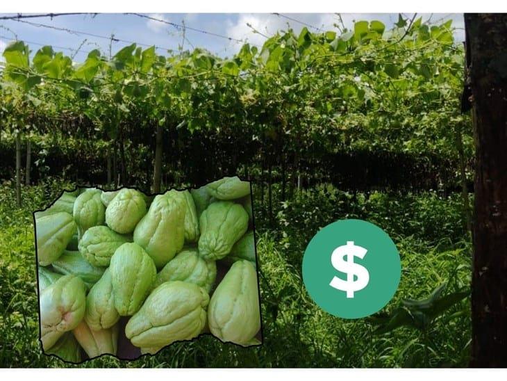 Productores esperan que en una semana se normalice el precio del chayote