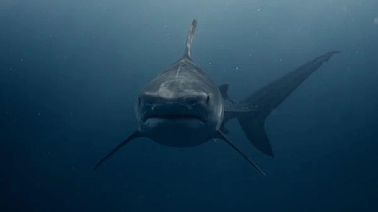 Biólogo revela razones de presencia de tiburones en costas de Coatzacoalcos