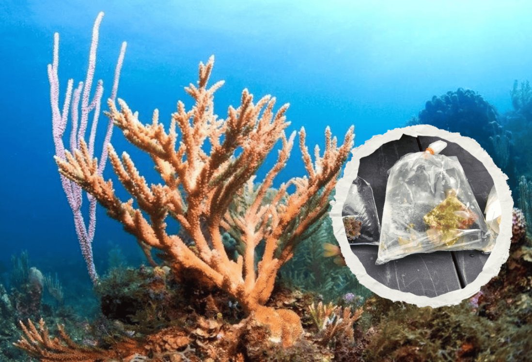 Descubren tráfico de corales desde Veracruz; este método utilizaban