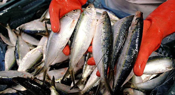 ¿Quieres que tu cuerpo tenga más nutrientes? Este beneficio aporta comer sardina