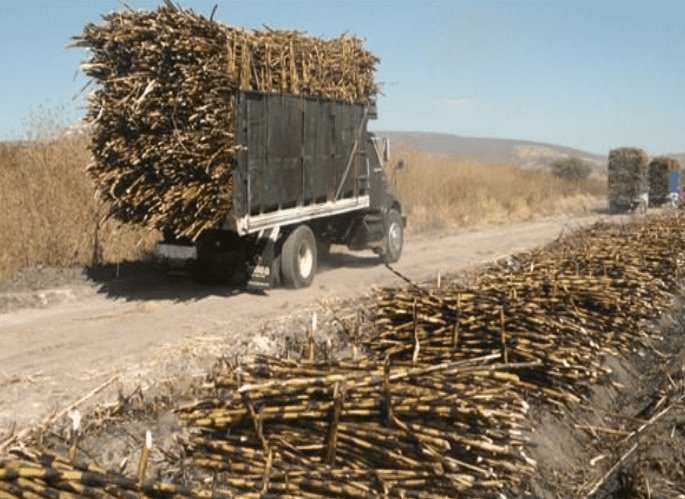 Caminos saca-cosechas de caña de azúcar sin ayuda