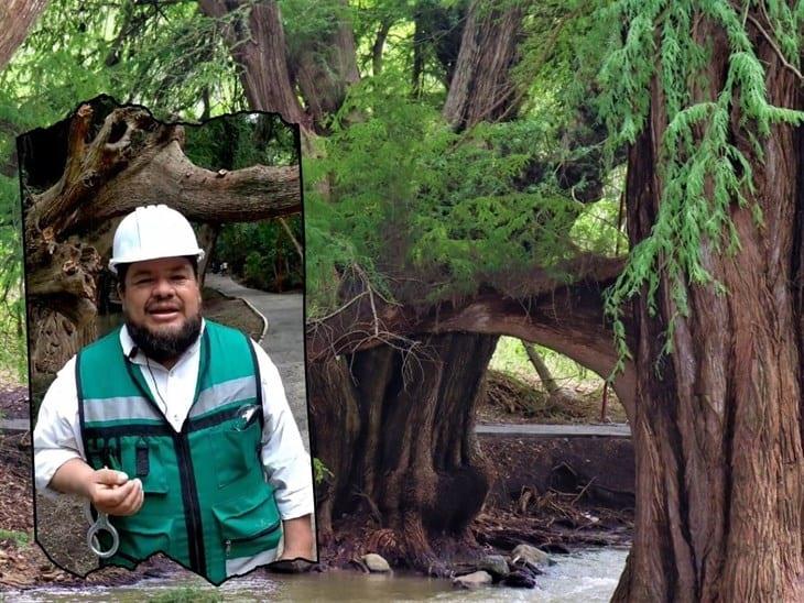 Dan mantenimiento al arbolado del Proyecto Ciudad de Los Ahuehuetes, en Mendoza