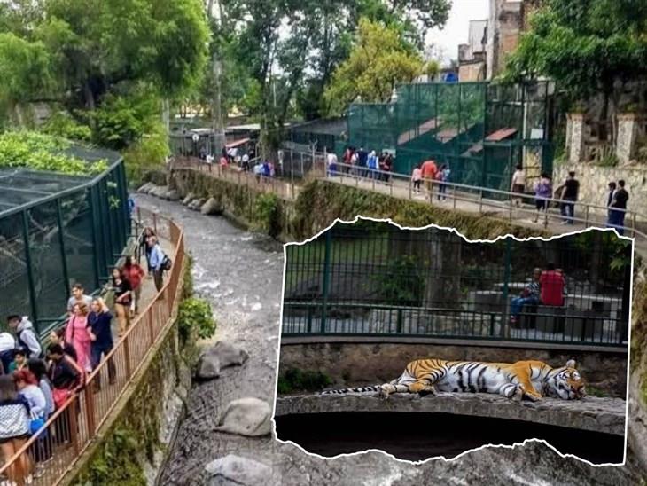 Reserva animal Paseo del Río Orizaba, gran atractivo turístico para estas vacaciones: UMA