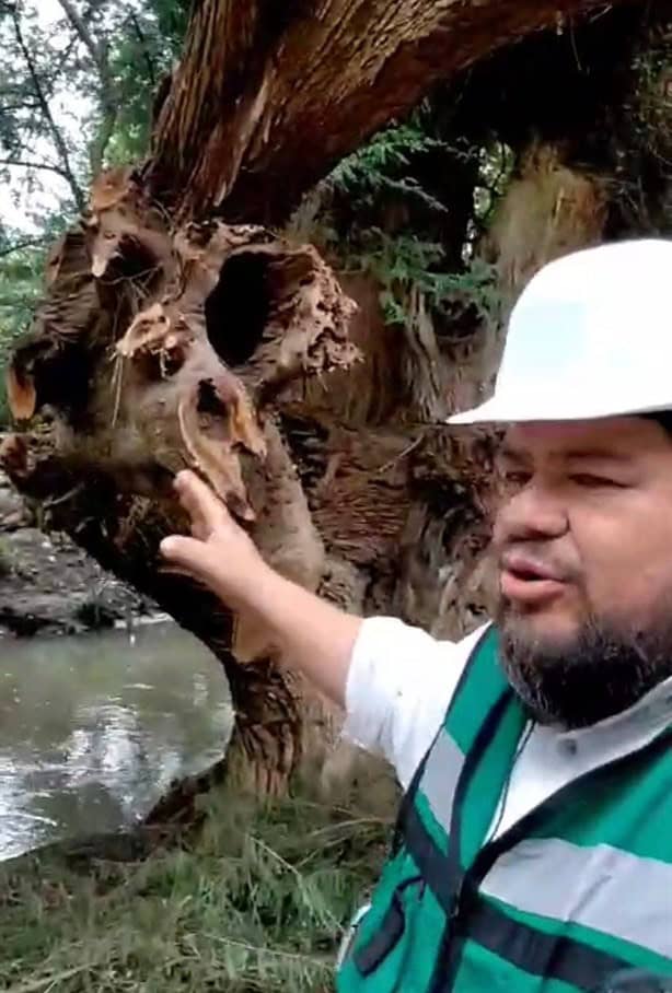 Dan mantenimiento al arbolado del Proyecto Ciudad de Los Ahuehuetes, en Mendoza