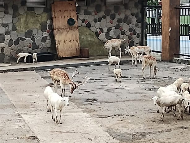 Reserva animal Paseo del Río Orizaba, gran atractivo turístico para estas vacaciones: UMA