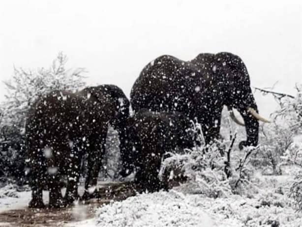 Así se vio la increíble caída de nieve en África (+VIDEO)