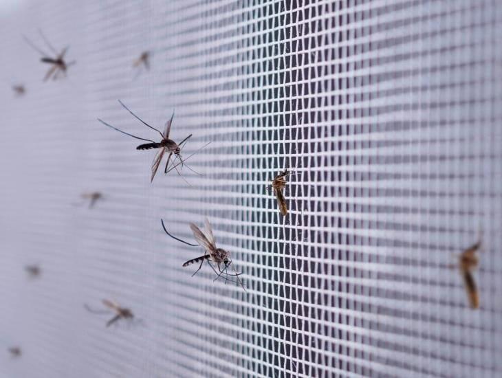 Con este truco puedes ahuyentar a los mosquitos de tu hogar