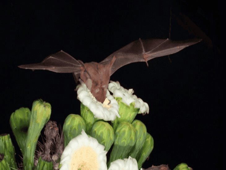 ¿Los murciélagos son dañinos? Esto señalan especialistas