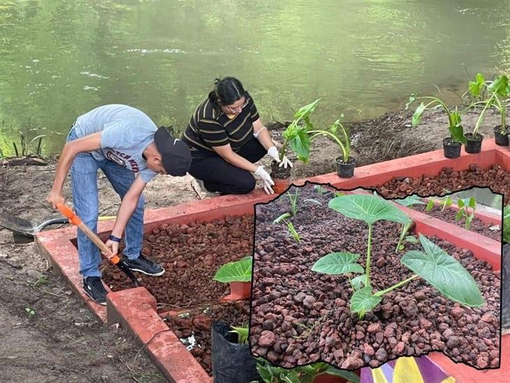 Implementan humedales artificiales para saneamiento del río en Ciudad de los Ahuehuetes