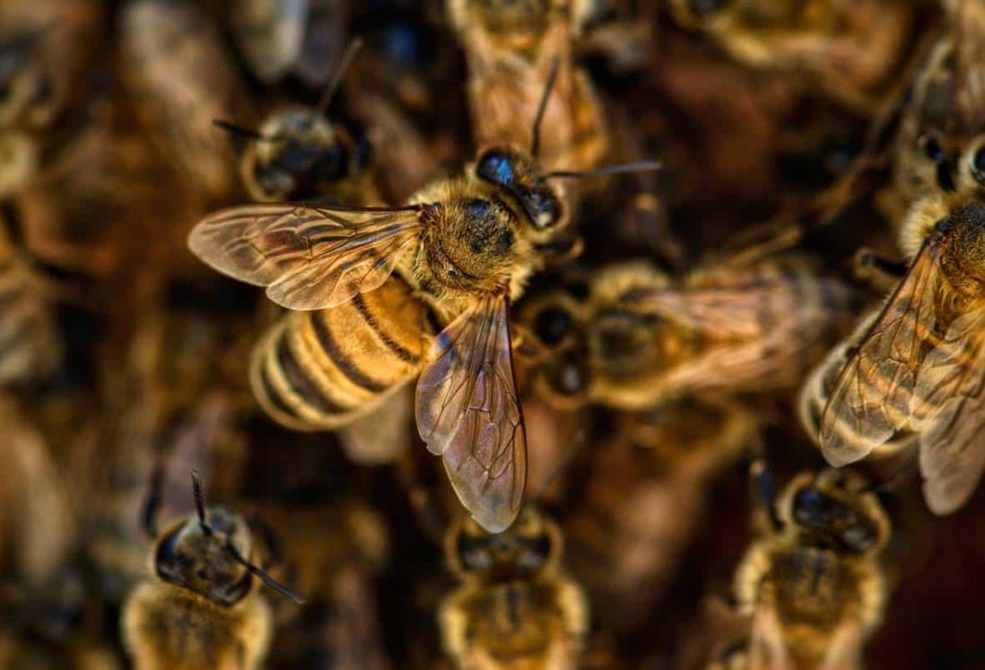 Esto debes hacer ante un ataque de abejas en Veracruz