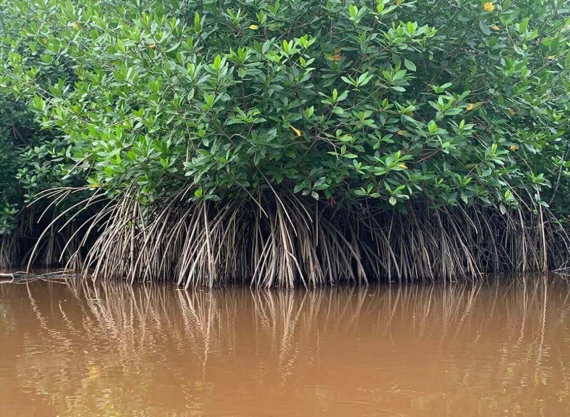 El manglar: una red de vida