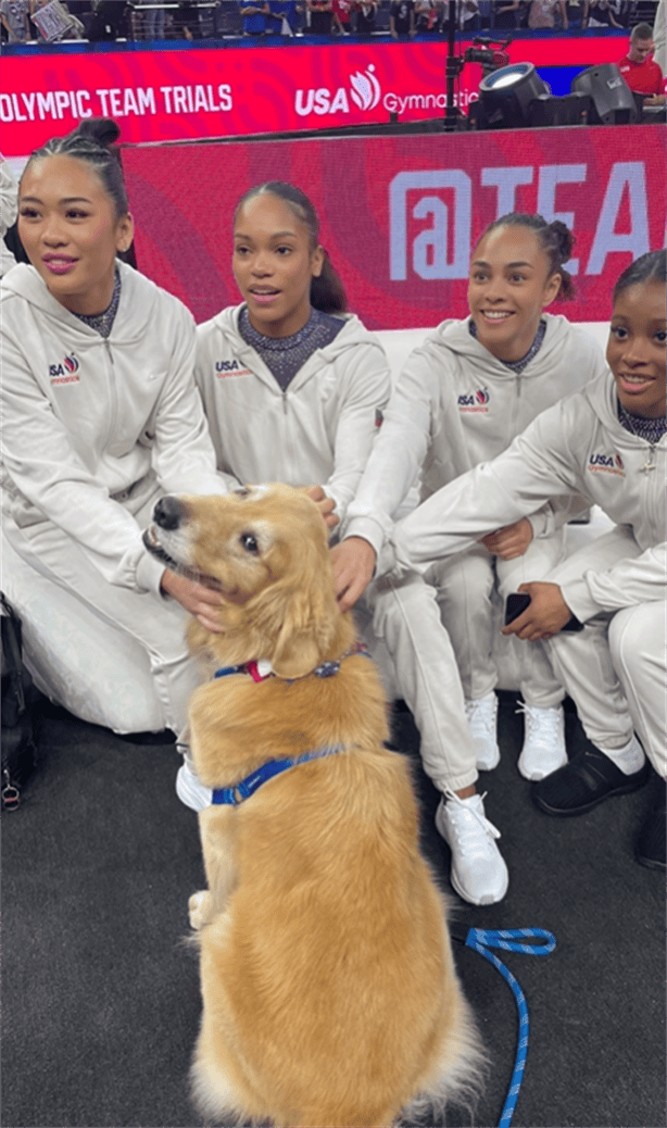 El es Beacon el golden retriever que da soporte emocional en Juegos Olímpicos en París 2024 