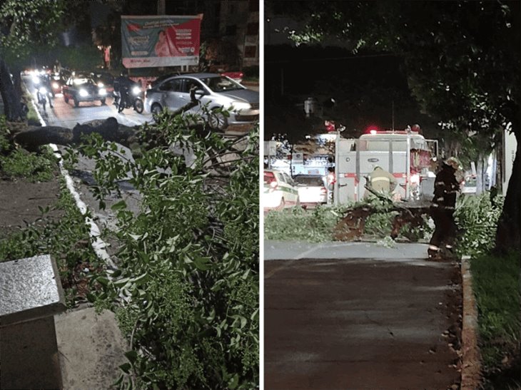 Cae arbusto sobre la calle Joaquín Arróniz en Jardines de Xalapa