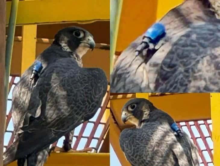 Captan a Halcón peregrino en Refinería de Minatitlán ¿es el que buscaban en Tuxtla?