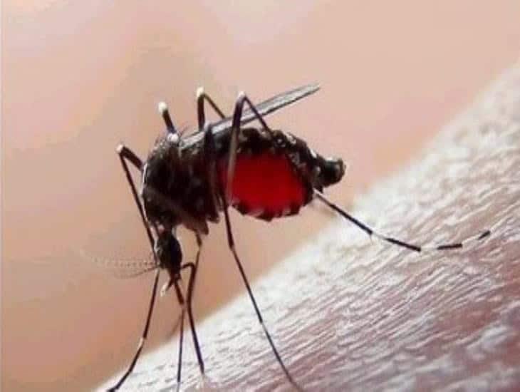 De esta forma podrías dispersar el dengue en esta temporada de vacaciones de verano 2024
