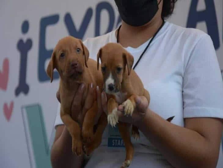 En este 2024 más de 40 mascotas de Veracruz han encontrado un hogar