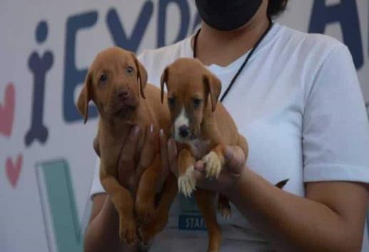 En este 2024 más de 40 mascotas de Veracruz han encontrado un hogar