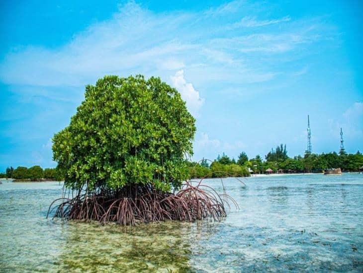 ¿Desaparecen más rápido los manglares en México que los bosques?