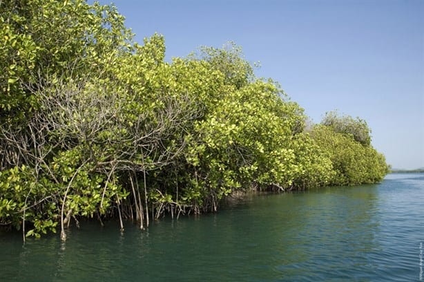 ¿Desaparecen más rápido los manglares en México que los bosques?