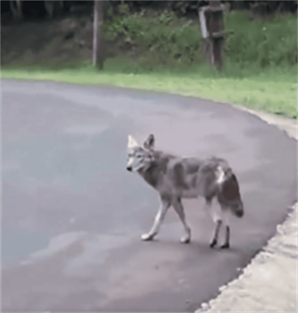 ¡Otra vez! captan coyote en Xalapa: ¿Qué hacer si te encuentras uno?