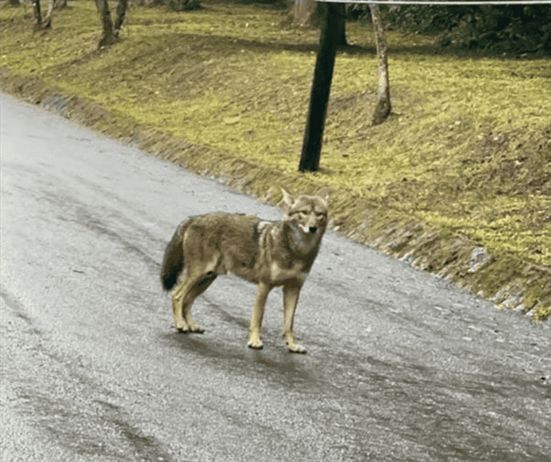 ¡Otra vez! captan coyote en Xalapa: ¿Qué hacer si te encuentras uno?