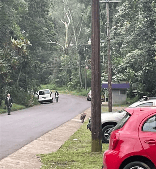 ¡Otra vez! captan coyote en Xalapa: ¿Qué hacer si te encuentras uno?