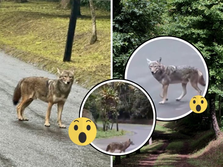 ¡Otra vez! captan coyote en Xalapa: ¿Qué hacer si te encuentras uno?