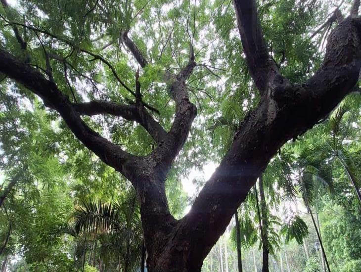 En este lugar se encuentra el árbol más viejo de Veracruz; ¡Hasta pagas por verlo!