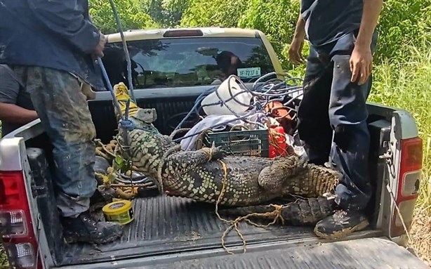 ¿Cómo llegó ahí? Enorme cocodrilo sorprende a comunidad de Tihuatlán