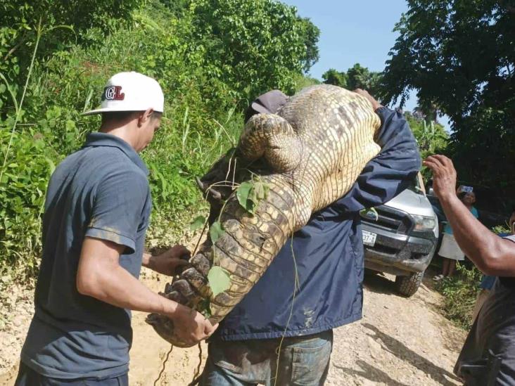 ¿Cómo llegó ahí? Enorme cocodrilo sorprende a comunidad de Tihuatlán