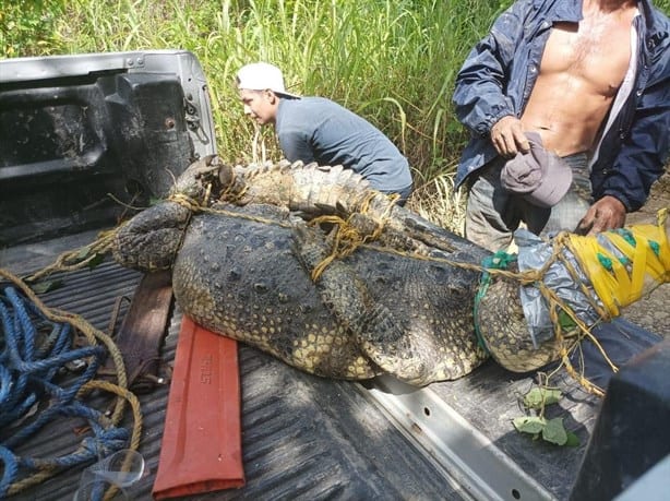 ¿Cómo llegó ahí? Enorme cocodrilo sorprende a comunidad de Tihuatlán