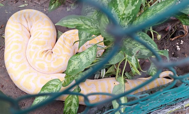 Zoológico de Veracruz: Pitón Albino acapara miradas, es una especie rara y en extinción