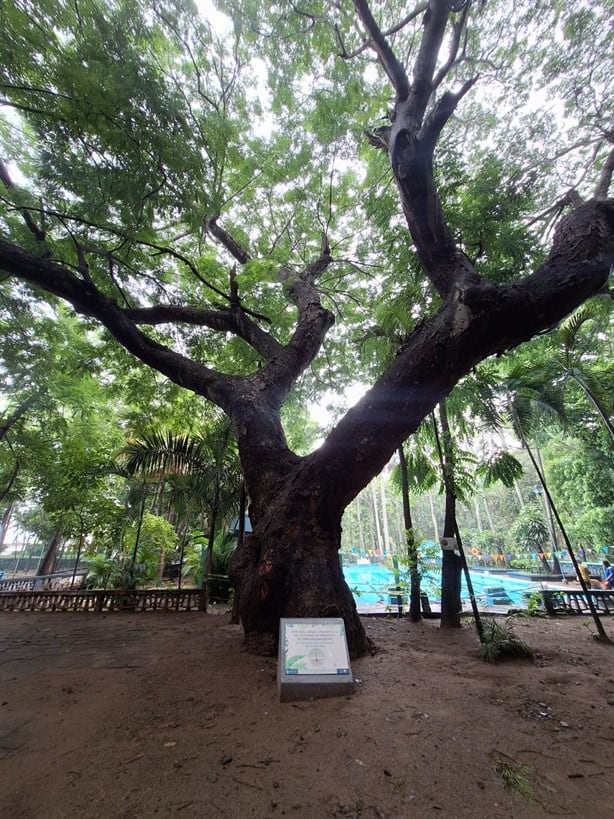 En este lugar se encuentra el árbol más viejo de Veracruz; ¡Hasta pagas por verlo!