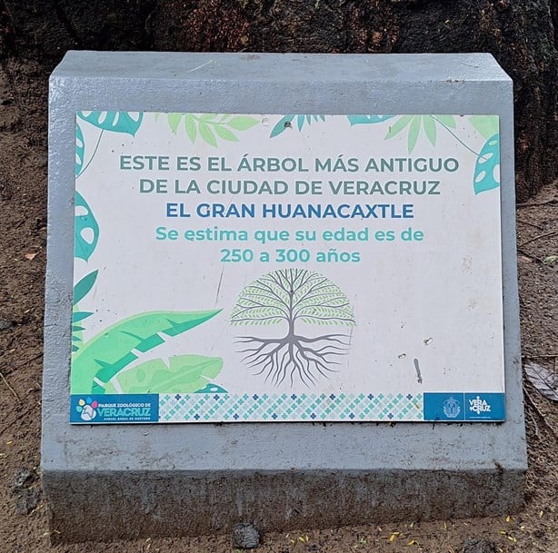 En este lugar se encuentra el árbol más viejo de Veracruz; ¡Hasta pagas por verlo!