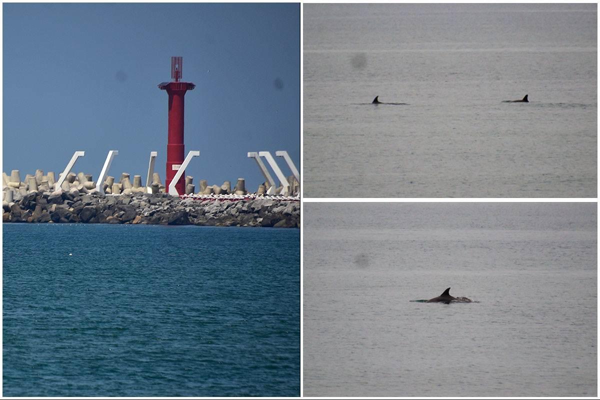 Desechan proyecto para conservación y monitoreo de delfines en Coatzacoalcos ¿por qué?