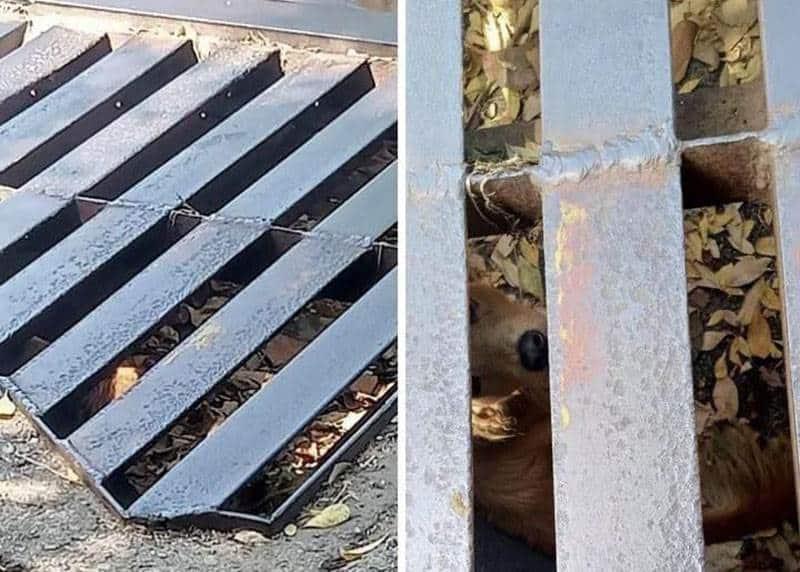 Vecinos se unen para rescatar a perrito atrapado en alcantarilla de Coatzacoalcos l VIDEO