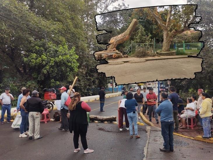 Vecinos de la colonia 21 de Marzo de Xalapa protestan por la tala de un árbol